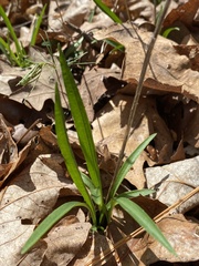 Marshallia legrandii