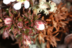 Pyxidanthera barbulata