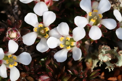 Pyxidanthera barbulata