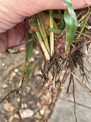 Paspalum langei