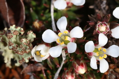 Pyxidanthera barbulata