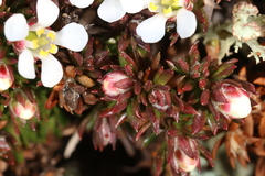 Pyxidanthera barbulata