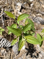 Ceanothus americanus americanus