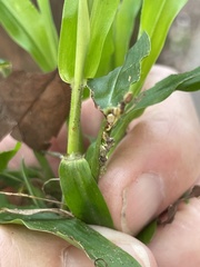 Paspalum langei