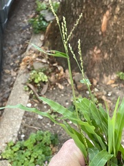 Paspalum langei