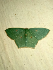 Cyclothea disjuncta