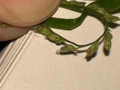 Paspalum langei