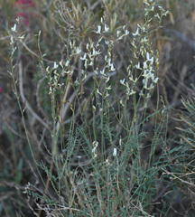 Astragalus remotus