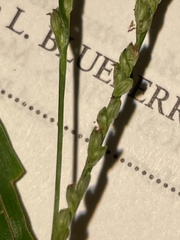 Paspalum langei