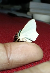 Cyclothea disjuncta