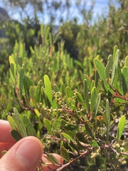 Acacia mucronata dependens