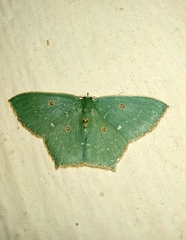 Cyclothea disjuncta