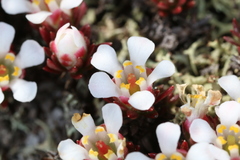 Pyxidanthera barbulata