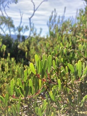 Acacia mucronata dependens