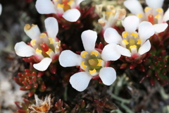 Pyxidanthera barbulata