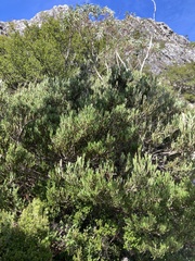 Acacia mucronata dependens