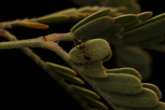 Pheidole obtusospinosa