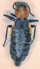 Endeodes collaris