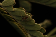 Pheidole obtusospinosa