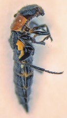 Endeodes collaris