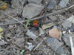 Chauliognathus faustus