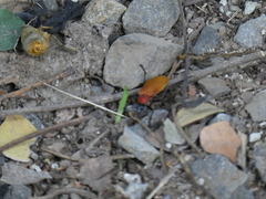 Chauliognathus faustus