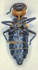 Endeodes collaris