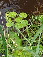 Nymphaea glandulifera