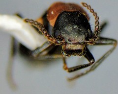 Endeodes collaris