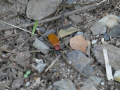 Chauliognathus faustus