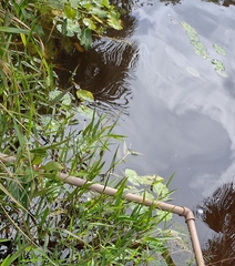 Nymphaea glandulifera