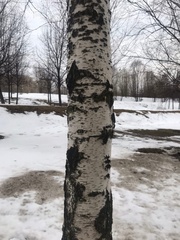 Betula