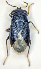 Geocoris atricolor