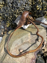 Laminaria digitata