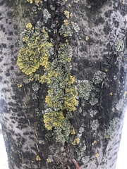 Xanthoria parietina