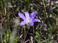 Brodiaea terrestris