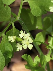 Osmorhiza brachypoda