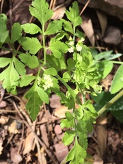 Osmorhiza brachypoda