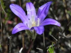 Brodiaea terrestris