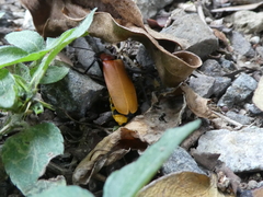 Chauliognathus faustus