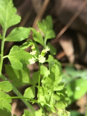 Osmorhiza brachypoda