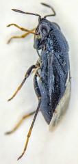Geocoris atricolor