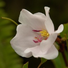 Melastoma denticulatum