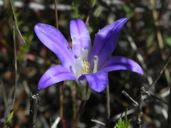 Brodiaea terrestris
