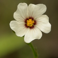 Sida linifolia