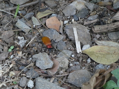 Chauliognathus faustus