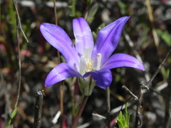 Brodiaea terrestris