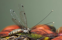 Ascalorphne macrocerca