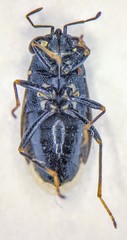 Geocoris atricolor