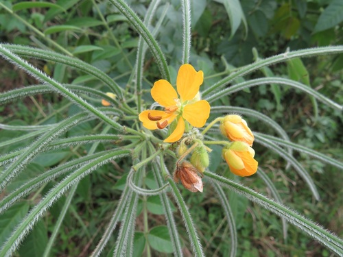 hairy senna